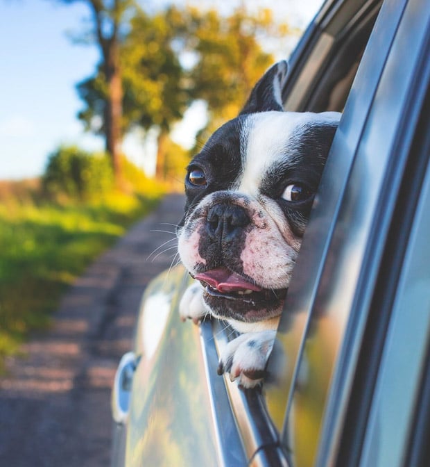 Traveling with Pets Via Car Traveling with Pets Via Car